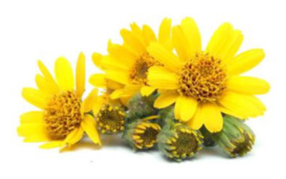 Arnica